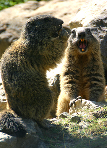 marmotta